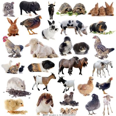 家禽動(dòng)物概述 人類飼養(yǎng)的重要伴侶