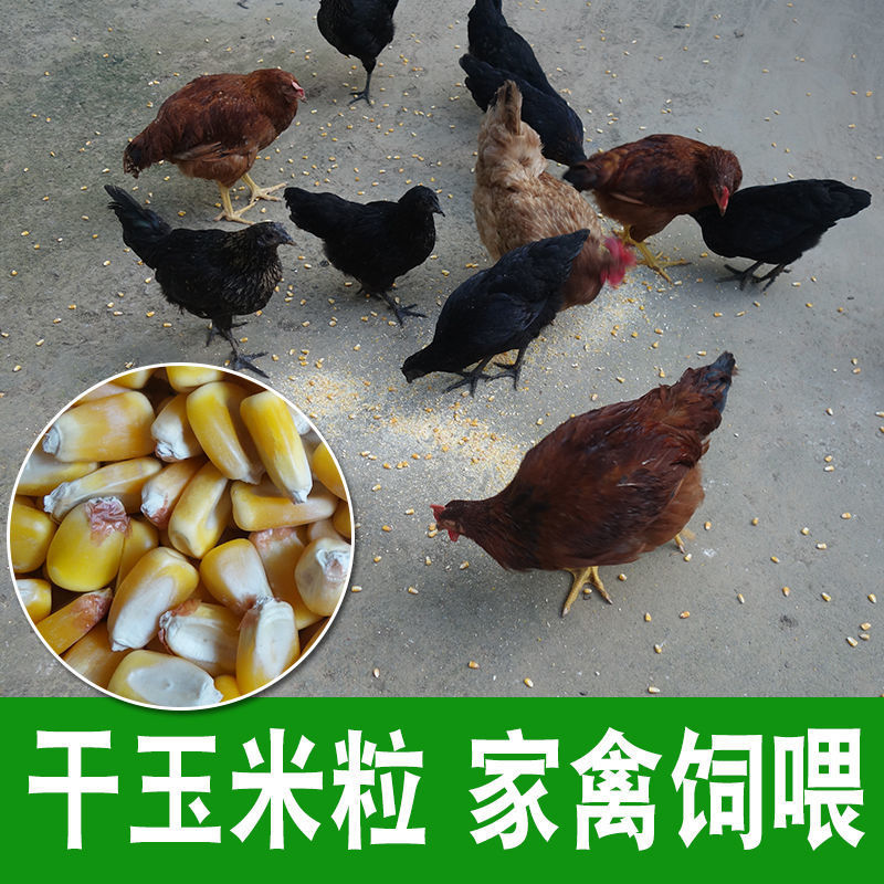 干養雞、釣魚與生鮮玉米 農產品與家畜養殖的完美結合
